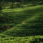 Kerala Honeymoon Tour Package Kerala Honeymoon Tour Package
