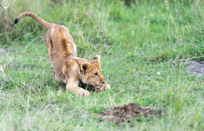 India Wildlife Tour Package