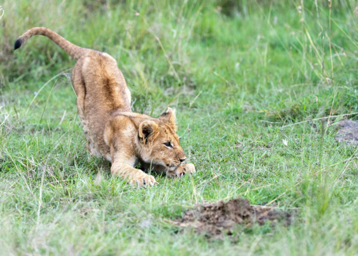 India Wildlife Tour Package