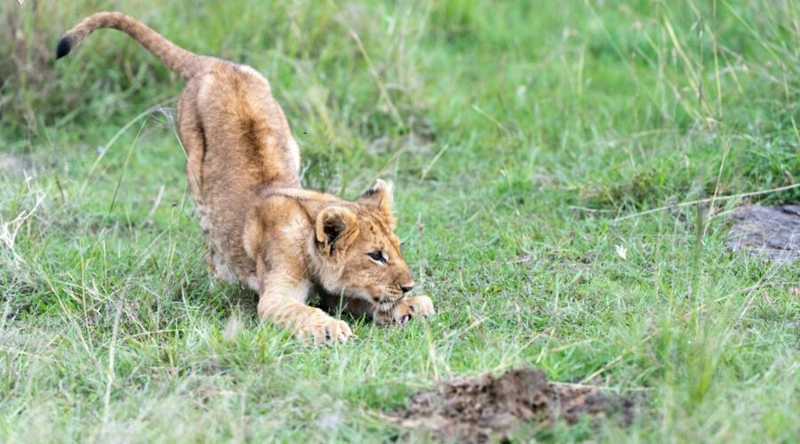 India Wildlife Tour Package