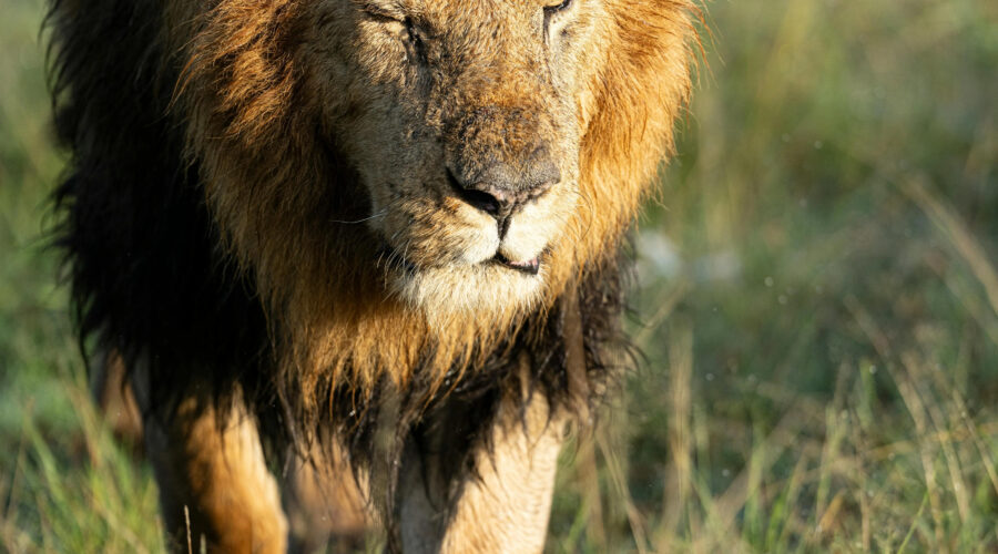 India Wildlife Tour Package