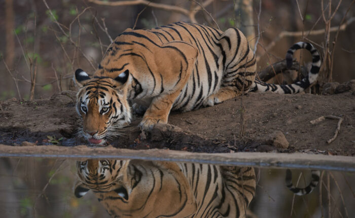 Ranthambore tour by colorful destinations indian