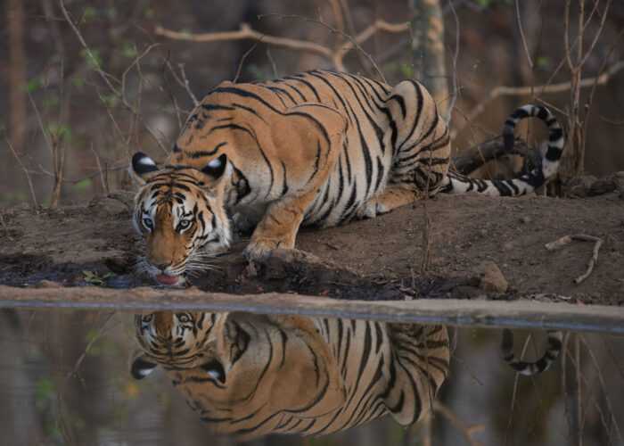 Ranthambore tour by colorful destinations indian