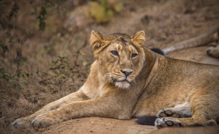 Sasan Gir Weekend Getaway From Ahmedabad