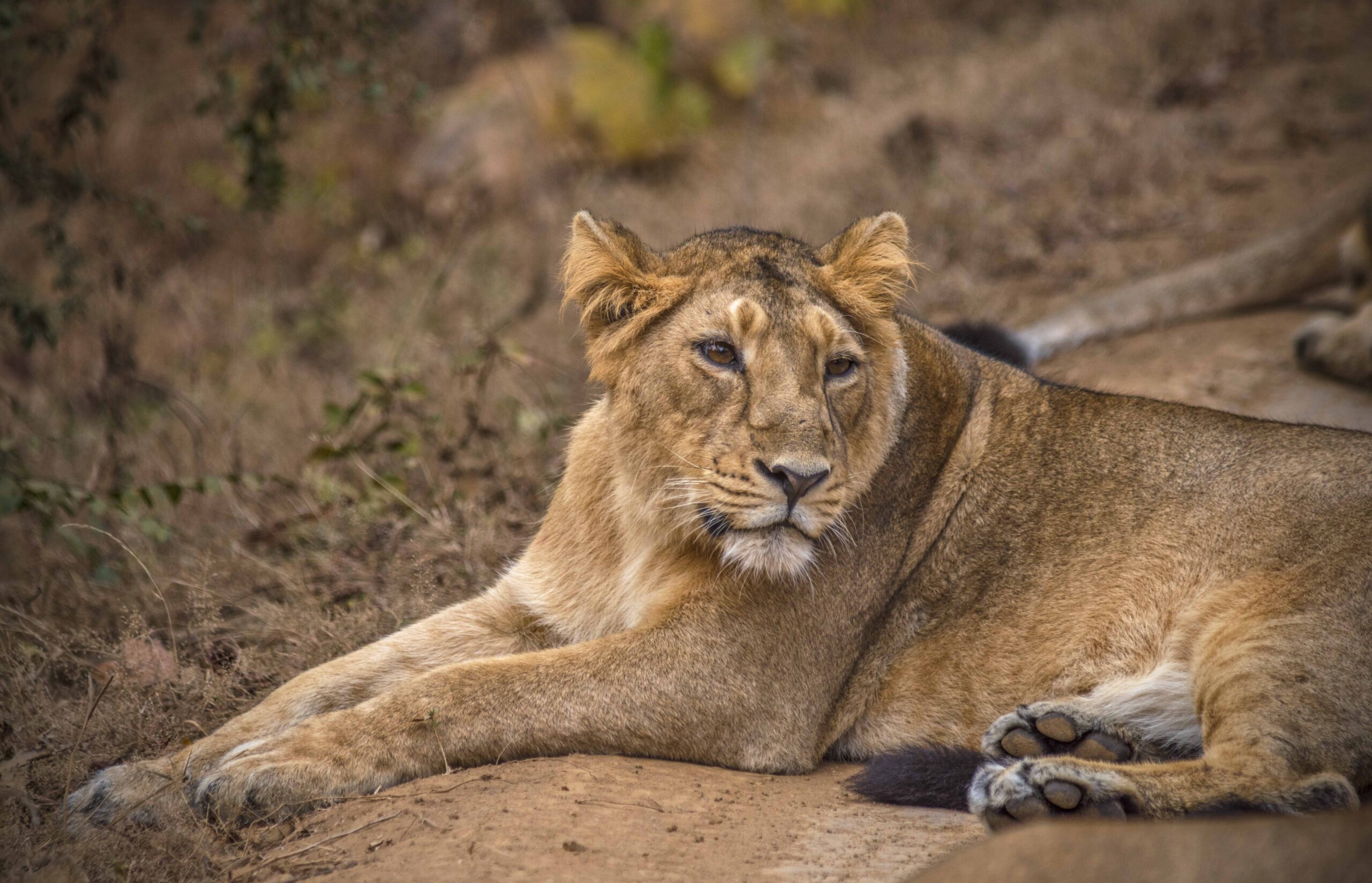 Sasan Gir Weekend Getaway From Ahmedabad