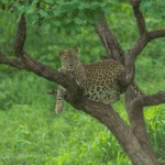 Ahmedabad Bhuj Kutch Dwarka Tour Package Best Gujarat Tour Package, Jaisalmer Adventuring Tour Package - 5 Nights / 6 Days Trip