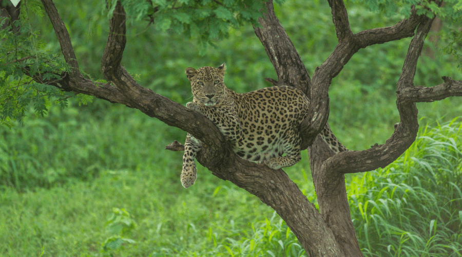 Best Gujarat Tour Package, Jaisalmer Adventuring Tour Package - 5 Nights / 6 Days Trip